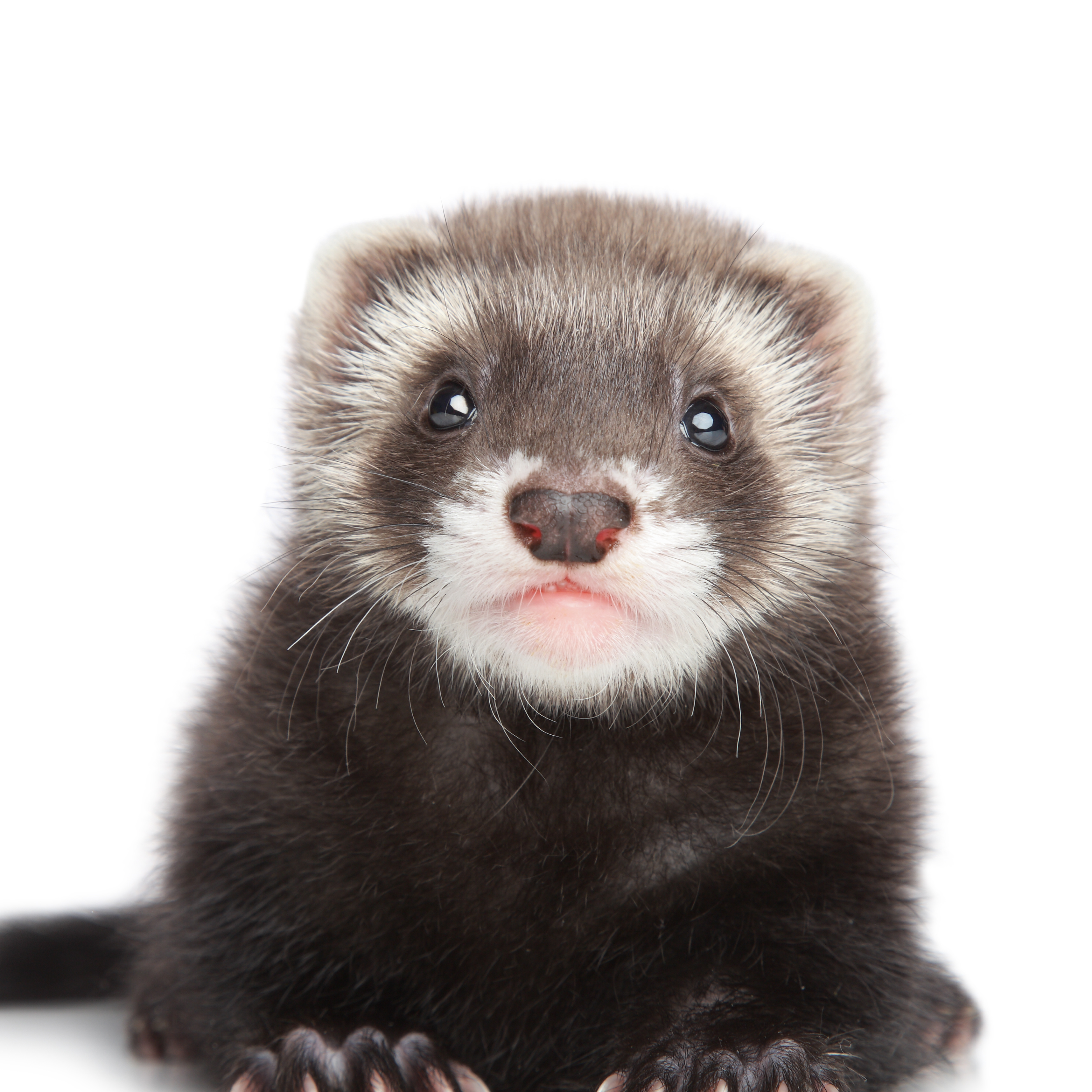 Working Ferret